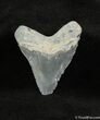 Serrated Bone Valley Meg Tooth #734-1